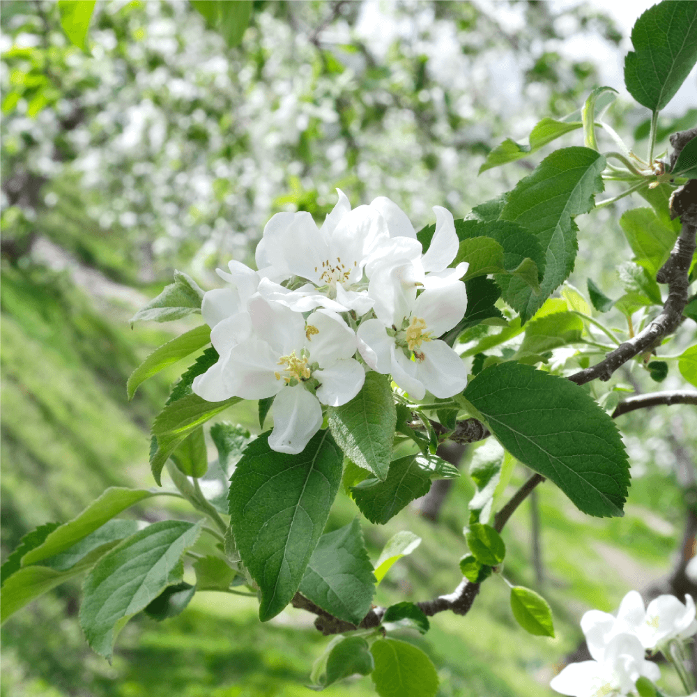 写真：りんごの花