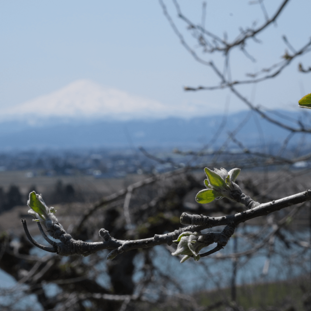 写真：鳥海山が背景の木の枝